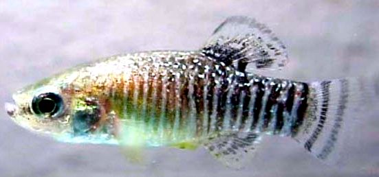 Aphanius iberus_06-macho.jpg